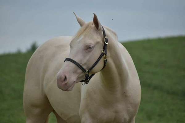 perlino-quarter-horse-gelding