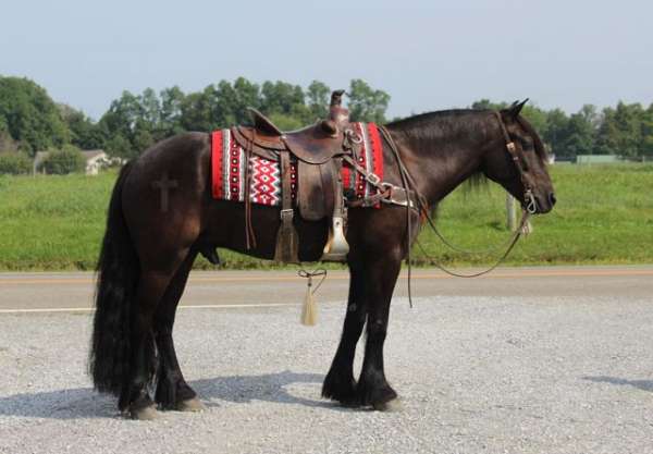 black-fell-pony-pony-gelding