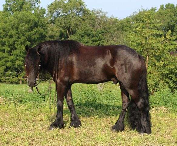 black-drill-team-trail-pony