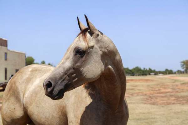 buckskin-aqha-horse