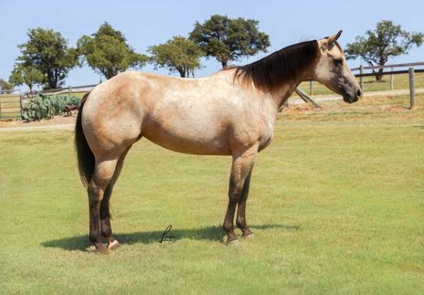 buckskin-aqha-mare