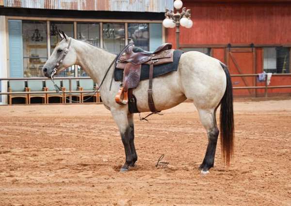 buckskin-quarter-horse-mare