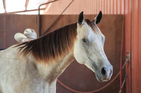 aqha-mare