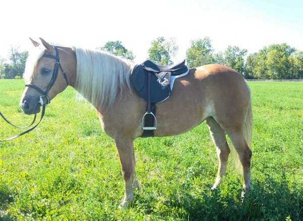 chestnut-haflinger-mare