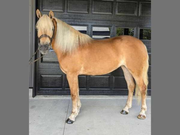 chestnut-mare-for-sale