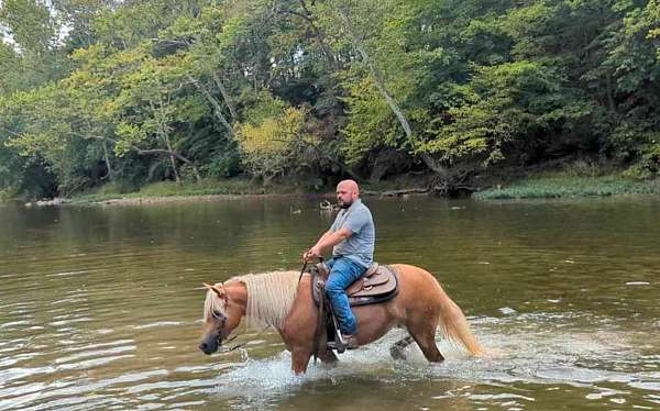 anything-haflinger-horse