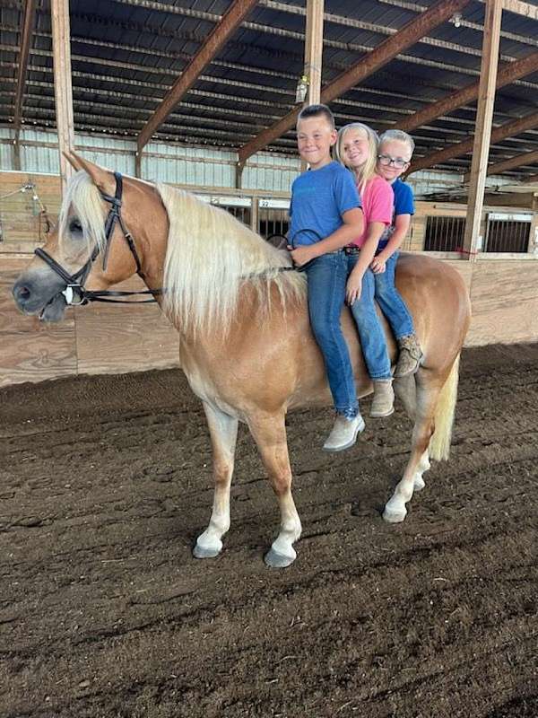 been-shown-haflinger-horse