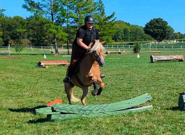 heart-haflinger-horse