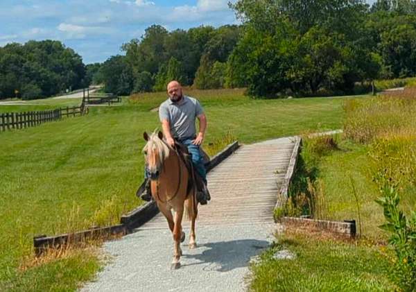 riding-lessons-haflinger-horse