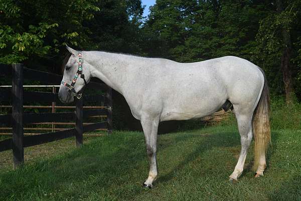 cross-horsemanship-gelding