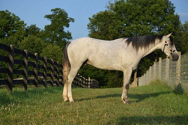 cross-horsemanship-horse