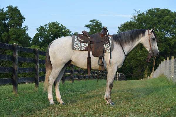 grey-cross-horsemanship-horse