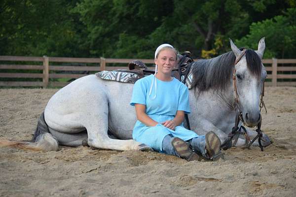 grey-quarter-horse-gelding