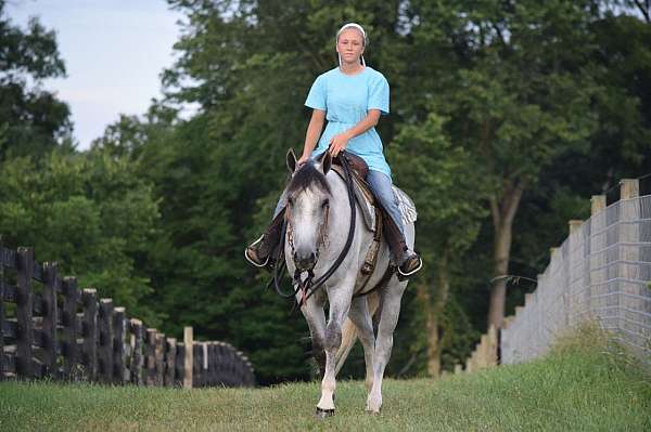 grey-aqha-gelding