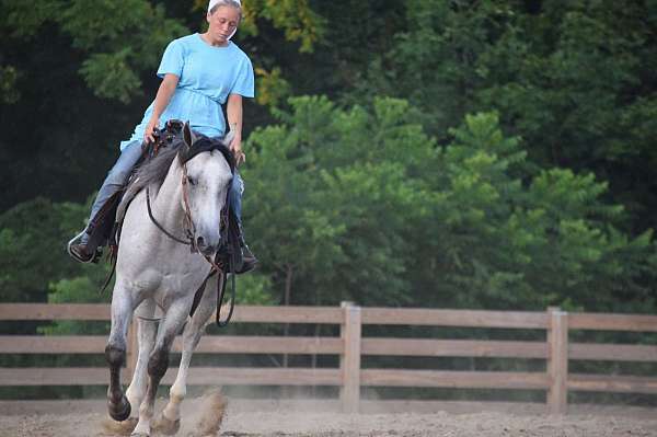 grey-aqha-horse