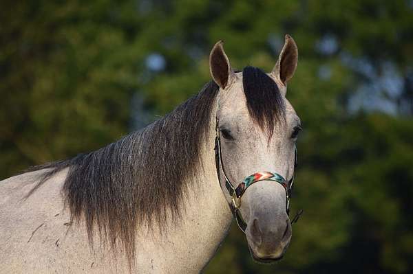 grey-gelding-for-sale