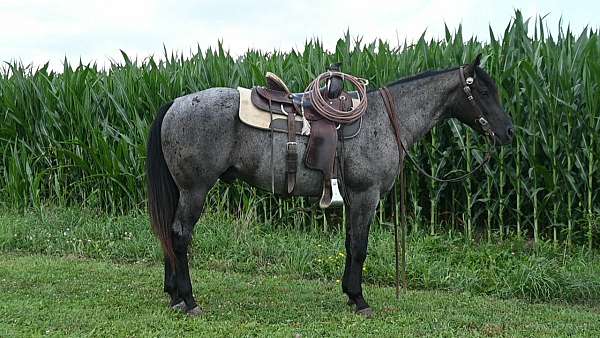 blue-roan-quarter-horse-gelding