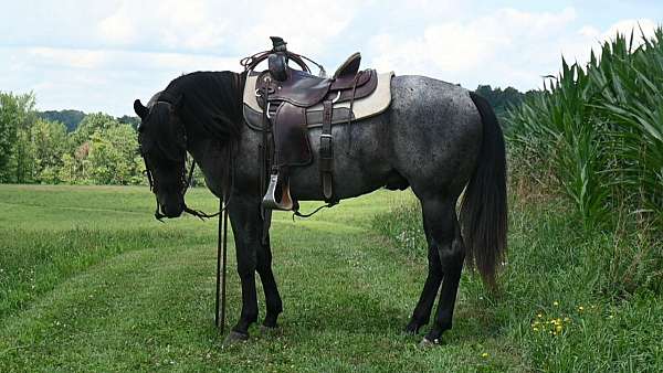 blue-roan-aqha-gelding