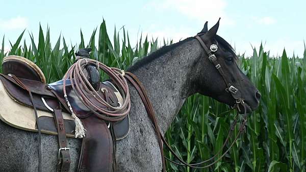 blue-roan-gelding-for-sale