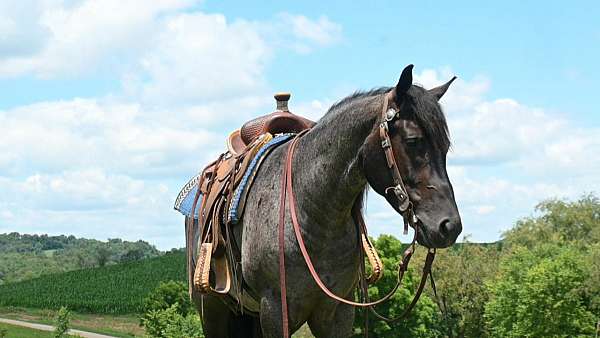 aqha-gelding