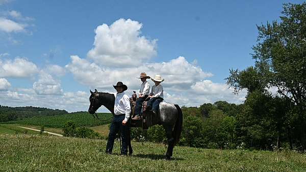 14-hand-quarter-horse-gelding