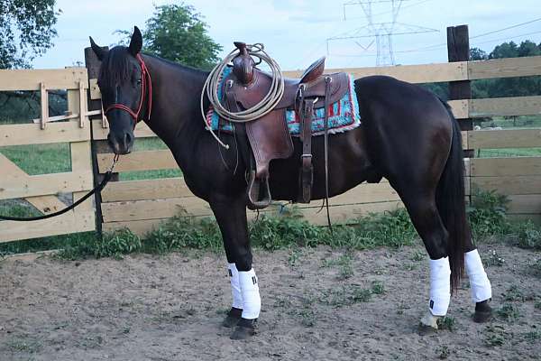 black-quarter-horse-gelding