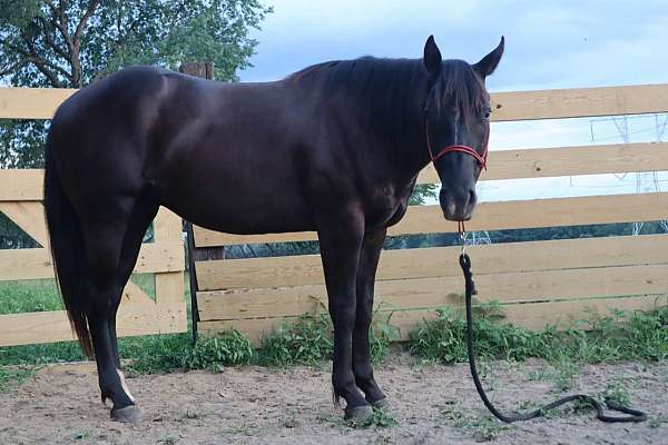 black-aqha-gelding