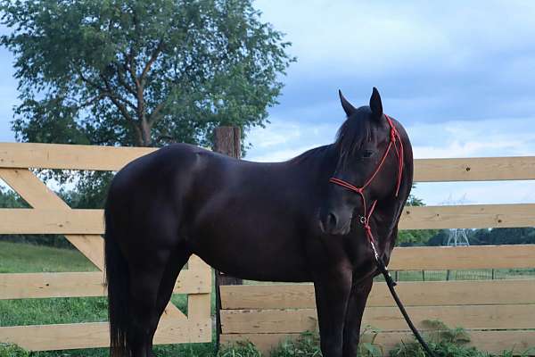 black-aqha-horse