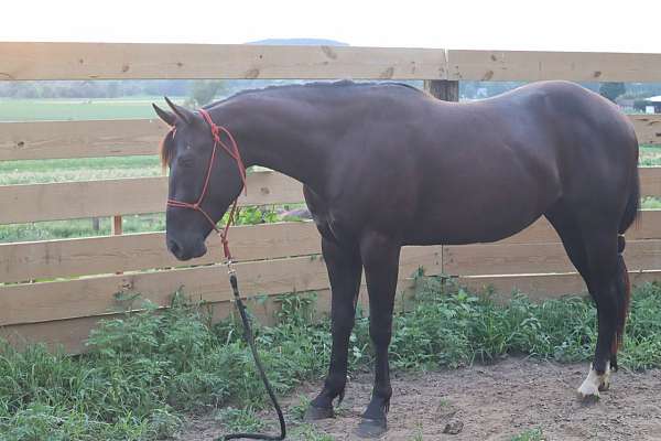 black-gelding-for-sale