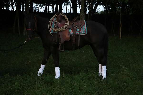 14-hand-quarter-horse-gelding