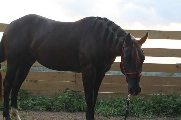 aqha-gelding