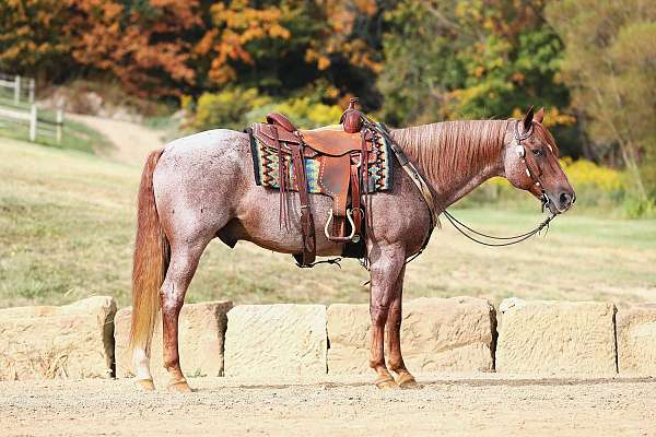 all-around-quarter-horse