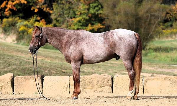 beginner-quarter-horse