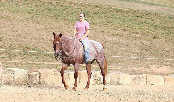 kid-safe-quarter-horse