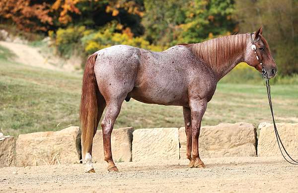 husband-safe-quarter-horse