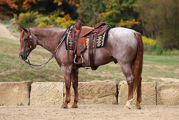 lesson-quarter-horse