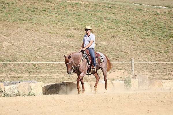 ridden-english-quarter-horse