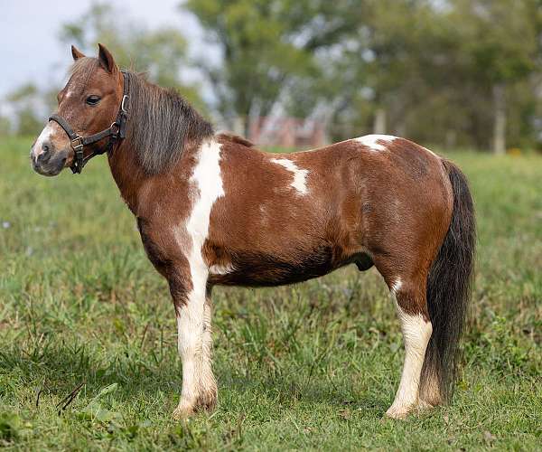 beginner-youth-pony