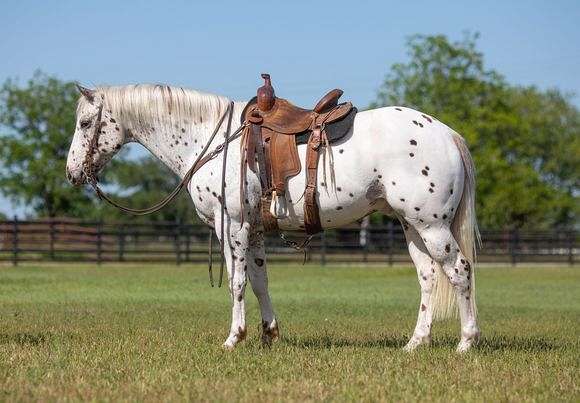 all-around-araappaloosa-horse