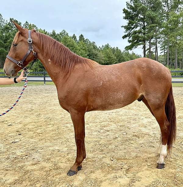 red-roan-quarter-horse-gelding