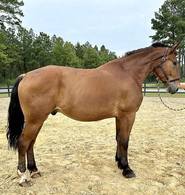 bay-draft-gelding