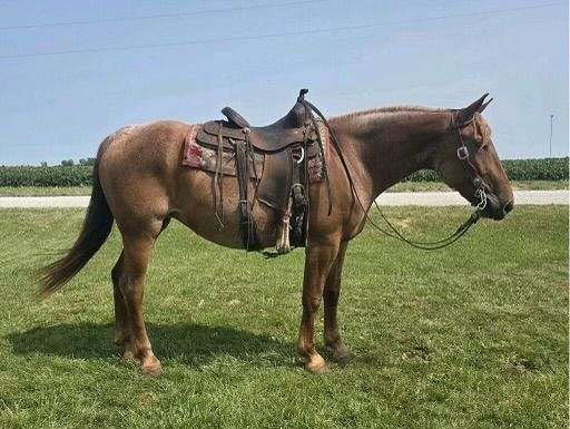 cheyenne-draft-horse