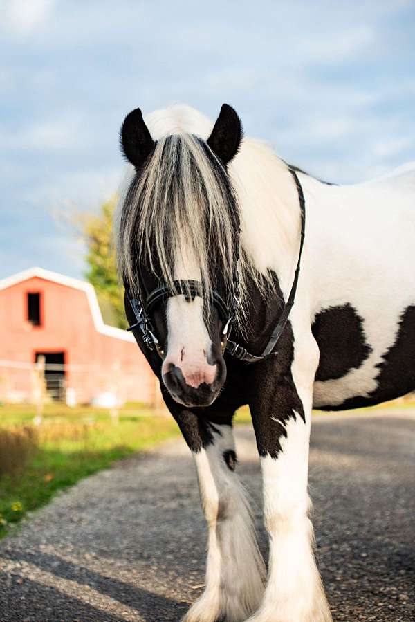 tobiano-pleasure-horse