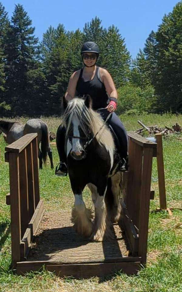 all-around-gypsy-vanner-horse