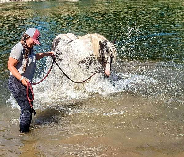 athletic-gypsy-vanner-horse