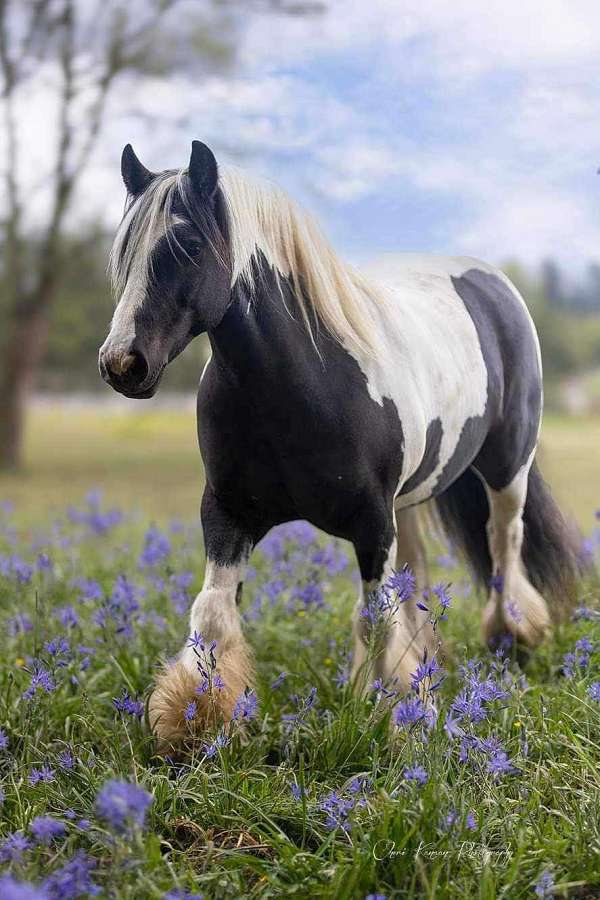 beginner-gypsy-vanner-horse