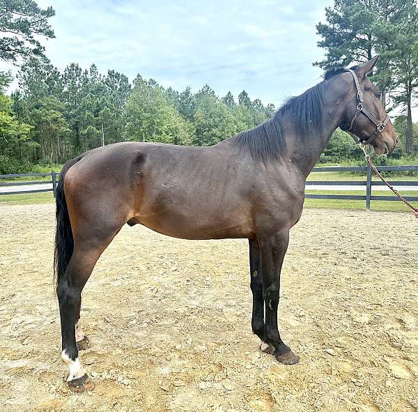 bay-dutch-warmblood-gelding