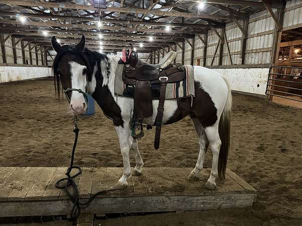 welsh-pony-gelding