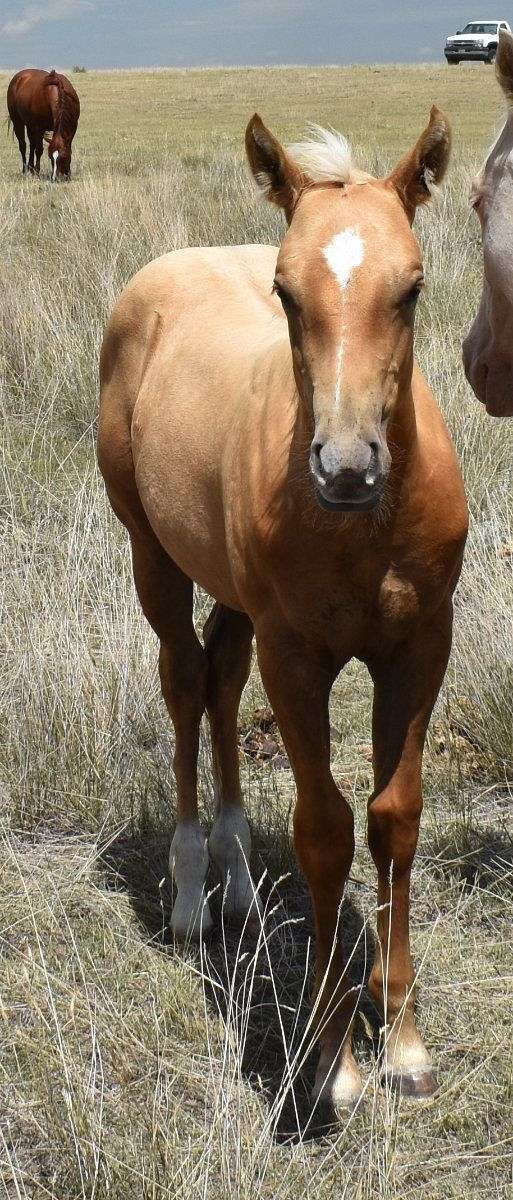 palomino-star-rear-socks-horse