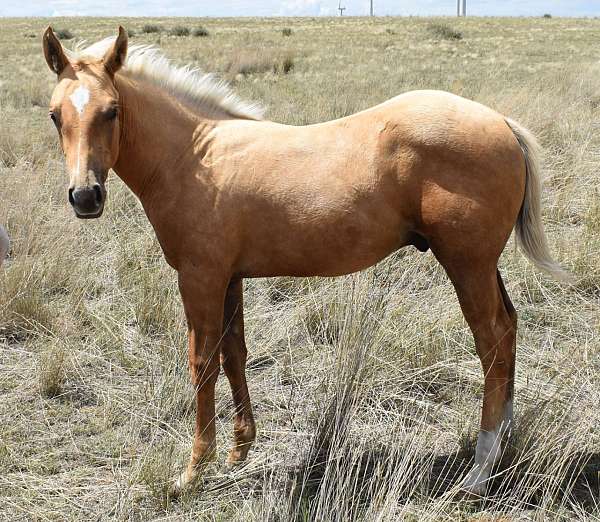 breeding-quarter-horse